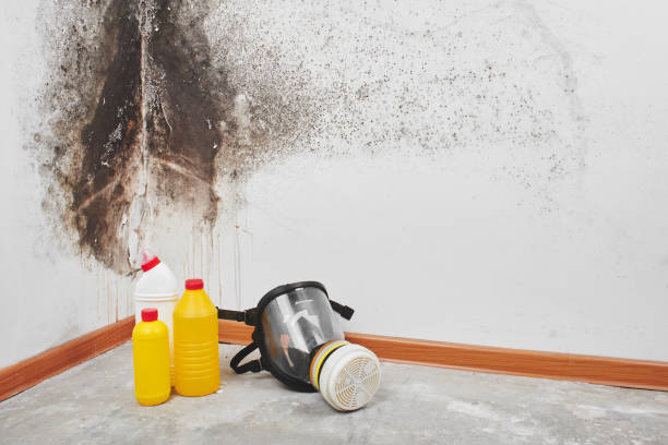 Best Kitchen Mold Remediation in Nixon, TX
