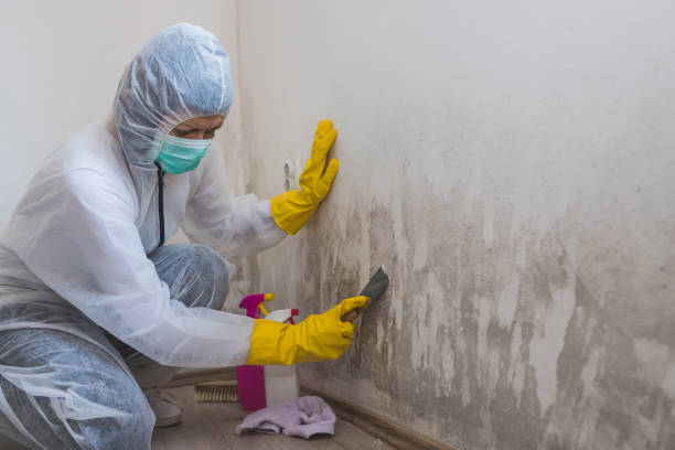 Best Post-Flood Mold Remediation in Nixon, TX