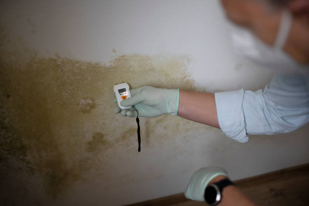 Best Localized Mold Remediation (e.g., coastal areas, humid climates) in Nixon, TX
