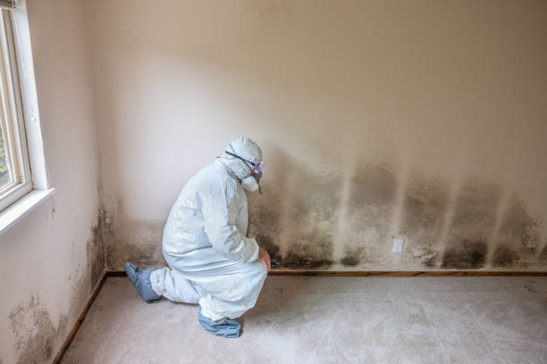 Best Emergency Mold Remediation in Nixon, TX
