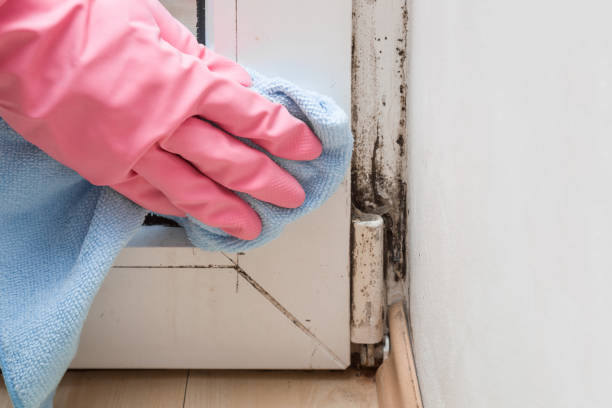 Best HVAC Mold Remediation in Nixon, TX
