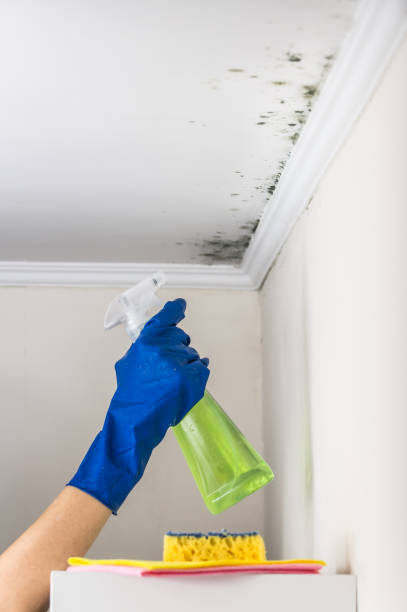 Best Crawl Space Mold Remediation in Nixon, TX