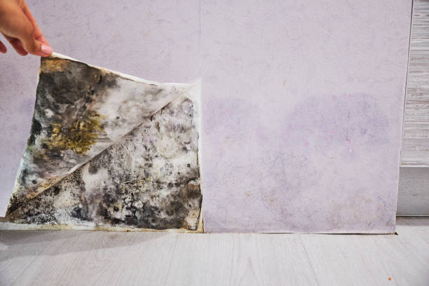 Best Kitchen Mold Remediation in Nixon, TX